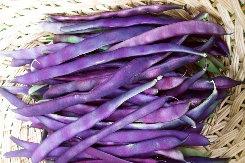 Purple Dwarf Bean